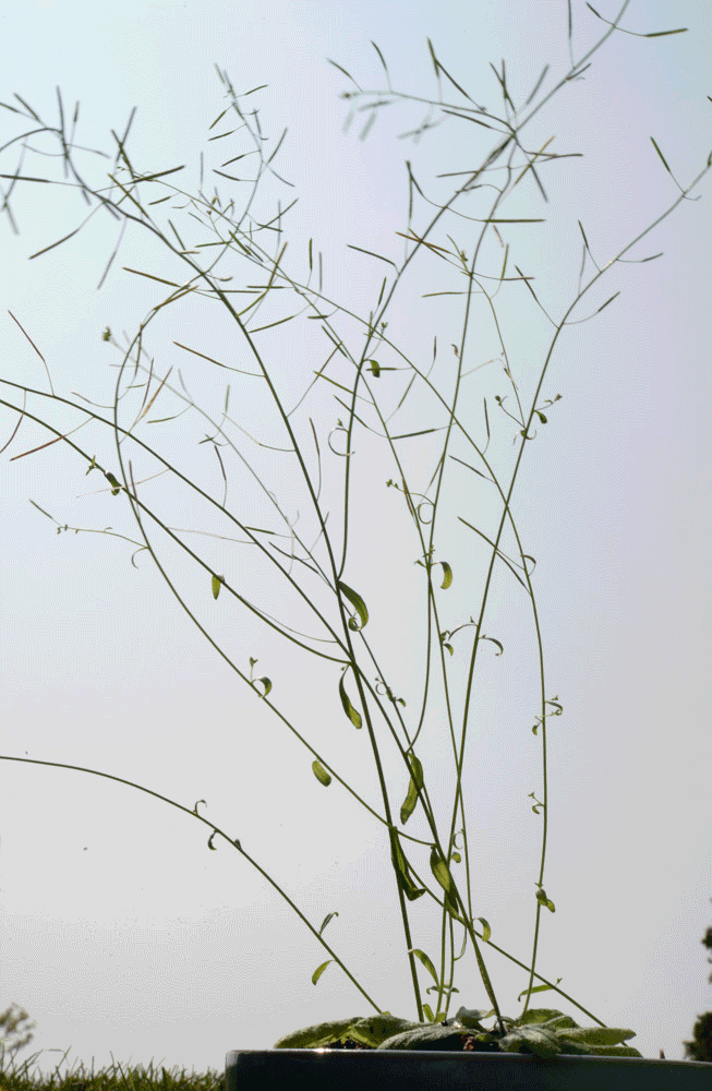 arabidopsis